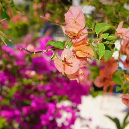 Bed & Breakfast Yelken